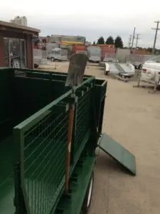 8x5 Tandem Lawn Mower Trailer Green 2000kg ATM